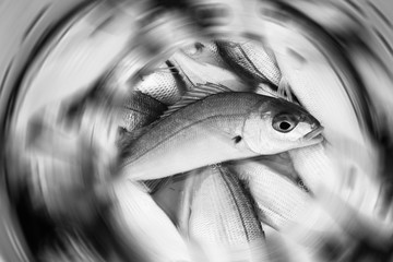 Black and white fish fresh recently caught in a bucket with a radial blur