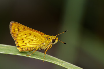 Image of common dartlet butterfly (Oriens gola Moore,1877) on nature background. Insect Animal