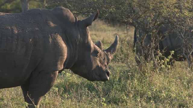 Profile view of rhinoceros standing and looking left to right in late afternoon light.  