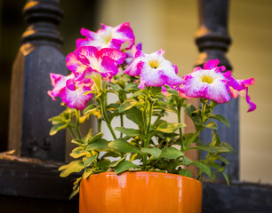 A petunia flower in a pot on the veranda close-up.
