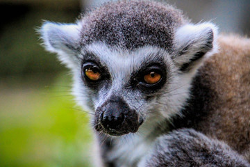 lemur