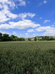crops in field