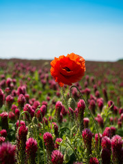 Field of blooming clover with red poppy flower