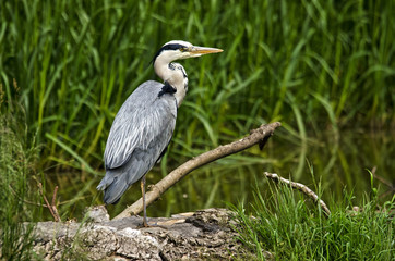 Blue Heron on River