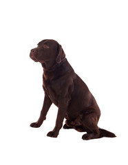 Beautiful black Labrador dog breed