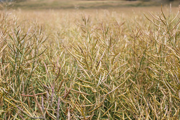 Rape field with green and yellow color, macro photo