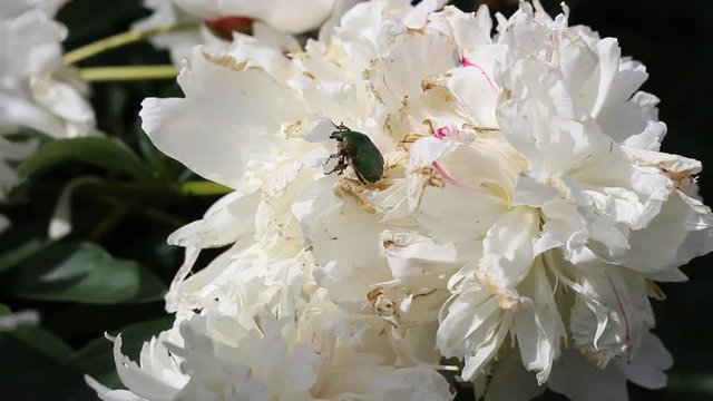 Large green beetle on pion

