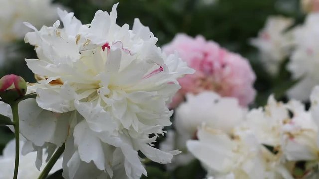 Beautiful peonies in the garden, pink and white
