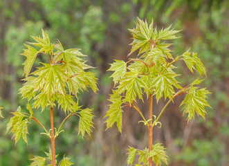 Two small Acicular Maples