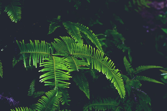 beautiful fern leave background, green foliage in the wild rain forest