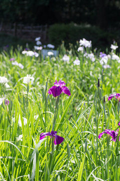 Landscape of Iris garden