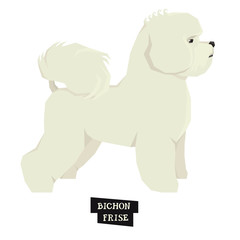 Dog collection Bichon Frise Geometric style Isolated object