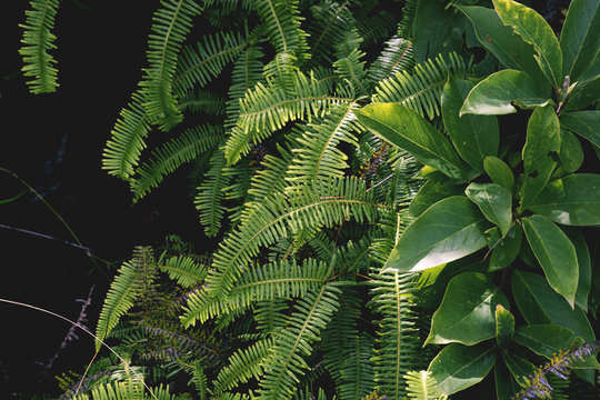 beautiful fern leave background, green foliage in the wild rain forest