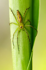 Image of Oxyopidae Spider (Java Lynx Spider / Oxyopes cf. Javanus) on nature background. Insect Animal