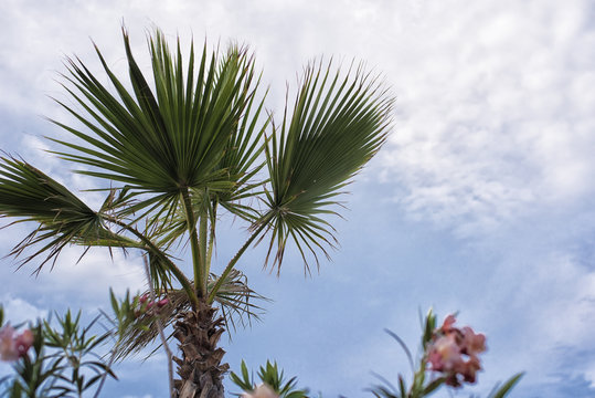 A beautiful palm trees against a tropical blue sky