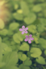 Close up of a purple wildflower growing in the forest, near the river. Vintage tintind, blurred background, sun haze, glare