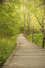 Wooden bridge in a forest. Wooden walkway in green  forest near the Ropotamo river, Bulgaria