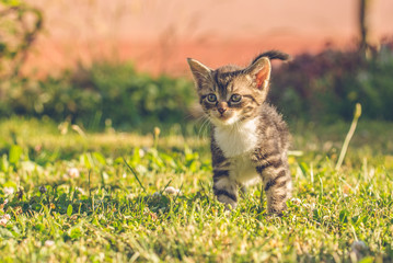 Tabby tomcat with white chest on green grass
