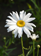 Beautiful daisy flower (lat. Leucanthemum vulgare), closeup. Background blurred