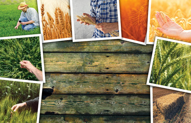 Wheat farming in agriculture photo collage