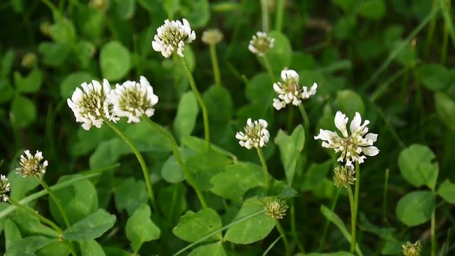 White clover flover in the field. HD video footage static camera.