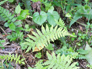 Lady fern