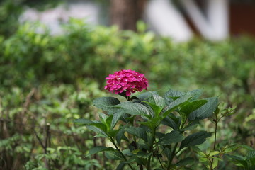 beautiful street wild flower