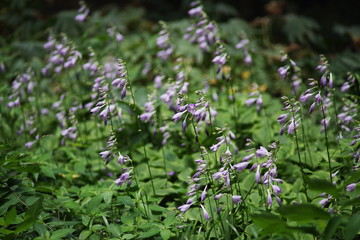 beautiful street wild flower