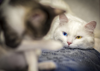 Fototapete bei efototapeten.de bestellen   