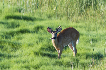 Deer with long tongue