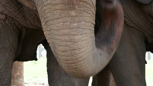 Elephant trunk close up slow motion eating food