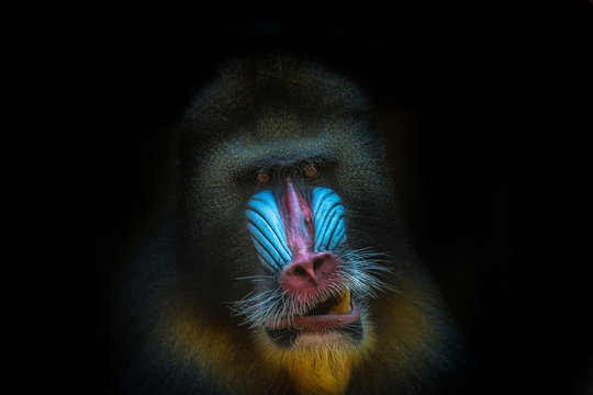 Portrait of African mandrill at black background