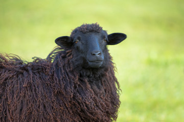 portrait of black sheep on green meadow on green grass background