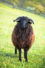portrait of black sheep on green meadow on green grass background