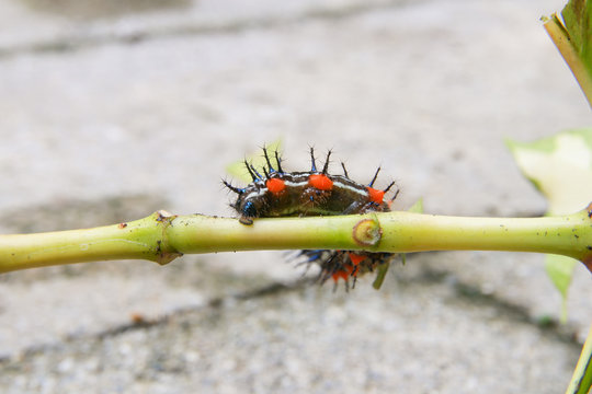 caterpillar worm black and white striped Walking on leaf  (Eupterote testacea, Hairy caterpillar) select focus with shallow depth of field.