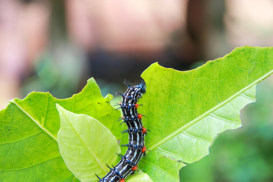caterpillar worm black and white striped Walking on leaf  (Eupterote testacea, Hairy caterpillar) select focus with shallow depth of field.