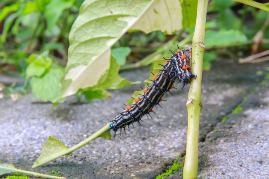 caterpillar worm black and white striped Walking on leaf  (Eupterote testacea, Hairy caterpillar) select focus with shallow depth of field.