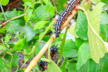 caterpillar worm black and white striped Walking on leaf  (Eupterote testacea, Hairy caterpillar) select focus with shallow depth of field.