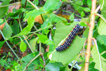 caterpillar worm black and white striped Walking on leaf  (Eupterote testacea, Hairy caterpillar) select focus with shallow depth of field.