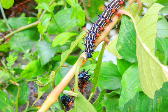 caterpillar worm black and white striped Walking on leaf  (Eupterote testacea, Hairy caterpillar) select focus with shallow depth of field.