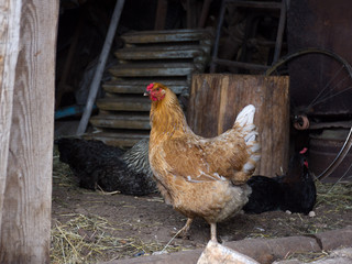 Free range chickens on organic farm.