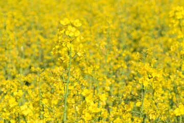 Fototapeta premium Rape flowers on the canola field