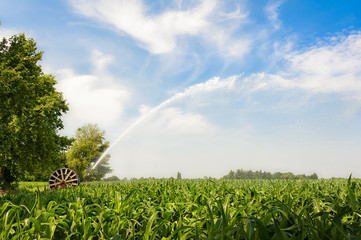 Water sprinkler installation in a field of corn.