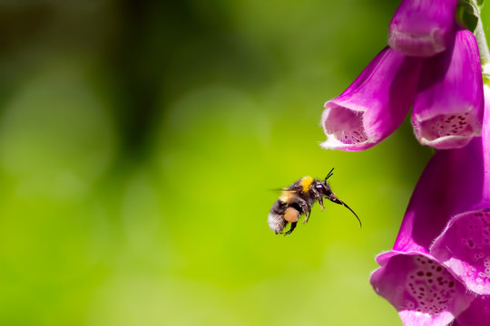 Bee flying towards foxglove flower. Bumblebee hovering at garden flower. Macro photography.