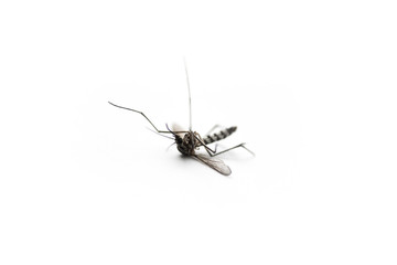 death mosquito on white background, macro