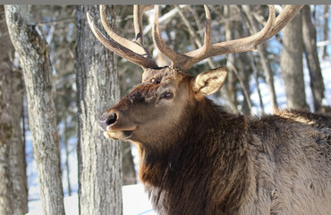 Fototapeta premium gros buck