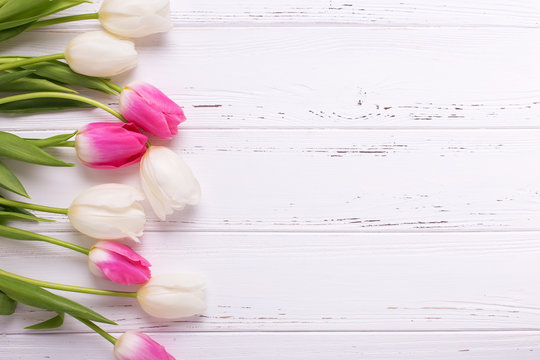 Pink and white tulips flowers on  white  wooden background.