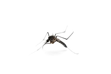 mosquito on white background, macro