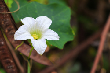 flower ivy gourd white and leaf green ( coccinia grandis )