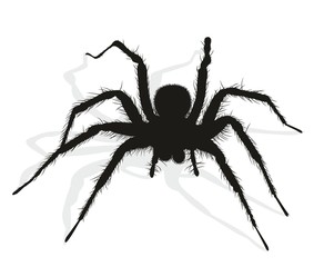 Black spider silhouette. 